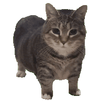 cat gif